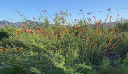 May 3 - Ocotillo w/red tips in full bloom.
